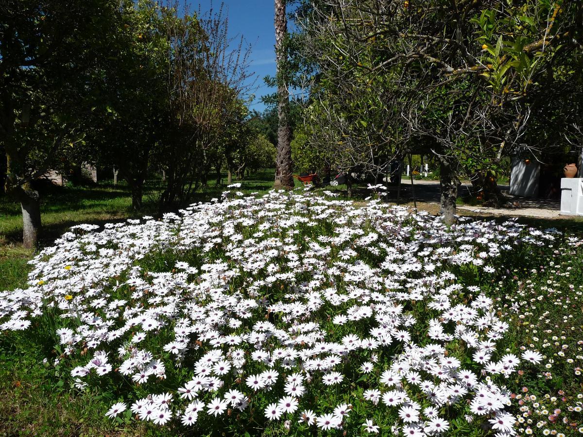 Quinta Quinze Bed & Breakfast Boliqueime Exterior foto